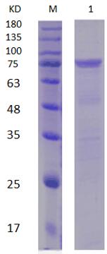 15% SDS-PAGE analysis profiles of purified PA4571-24-675 (CBB stained).
